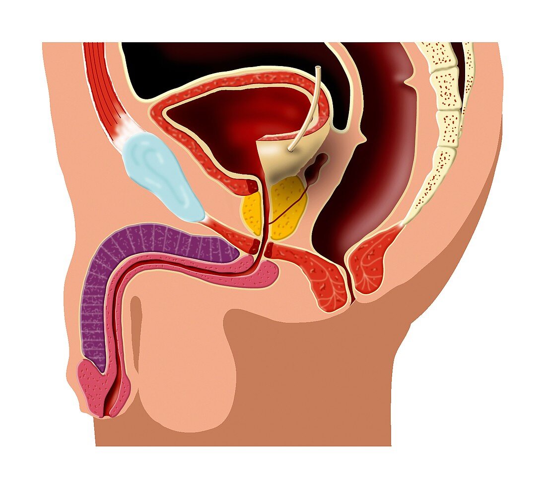 Male pelvic anatomy,artwork