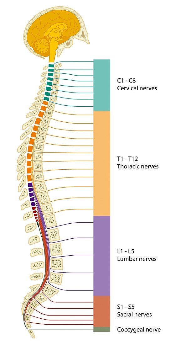 Spinal cord regions,diagram