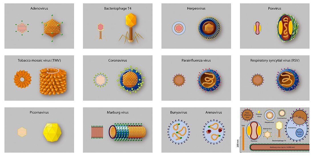 Virus types,artwork