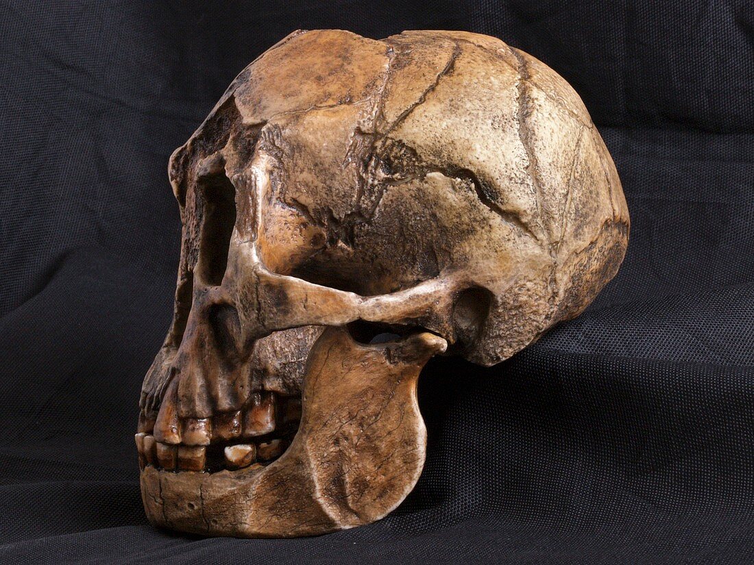 Homo floresiensis skull