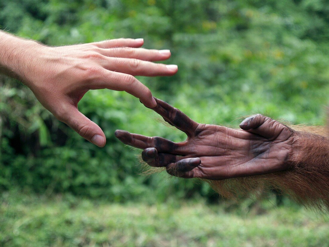 Human and orangutan touching hands