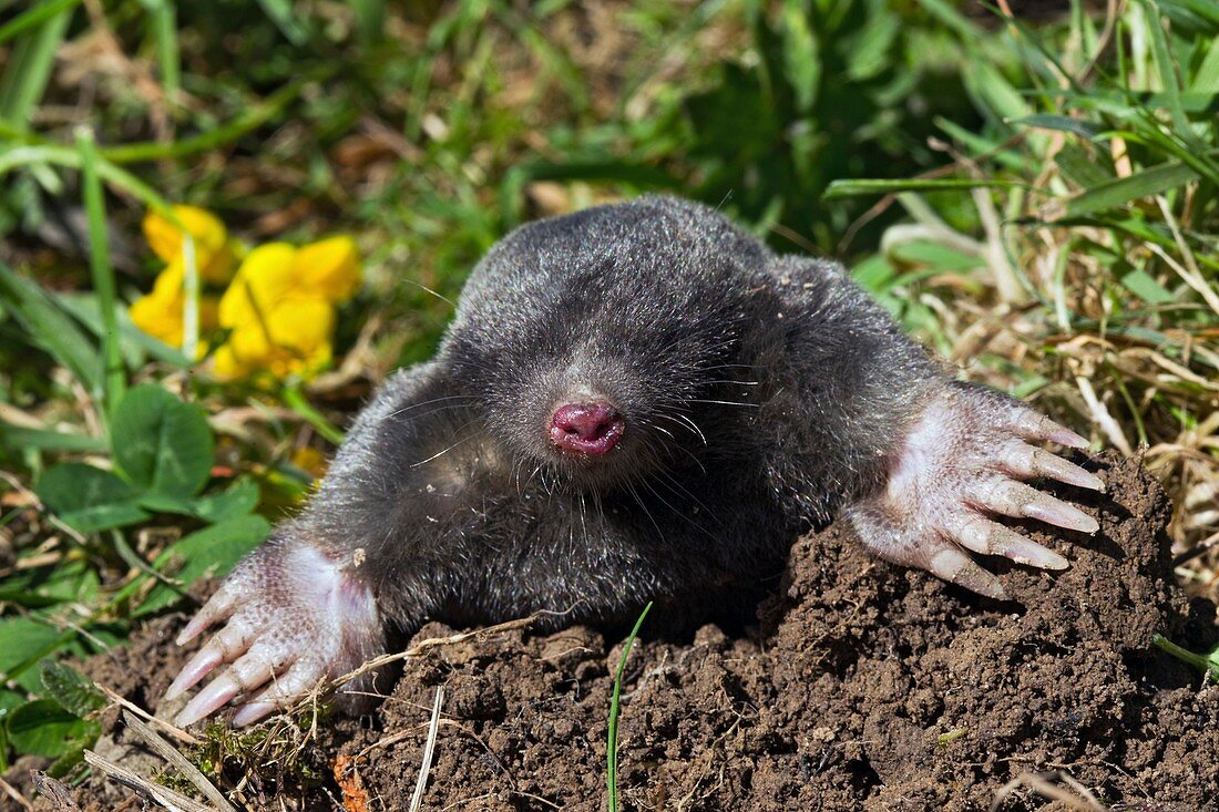 European mole emerging from its burrow