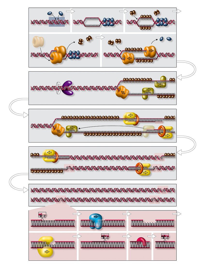 DNA replication process,diagram