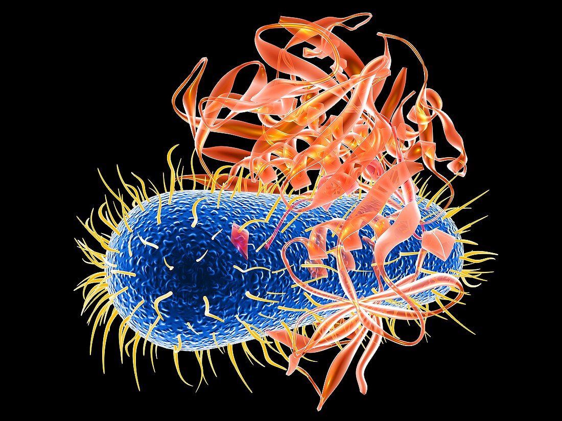 E. coli EHEC bacteria,computer artwork