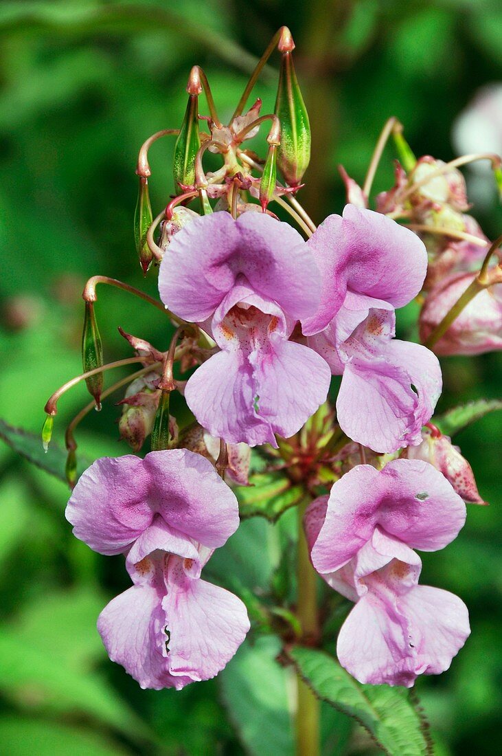 Himalayan balsam (Impatiens glandulifer)