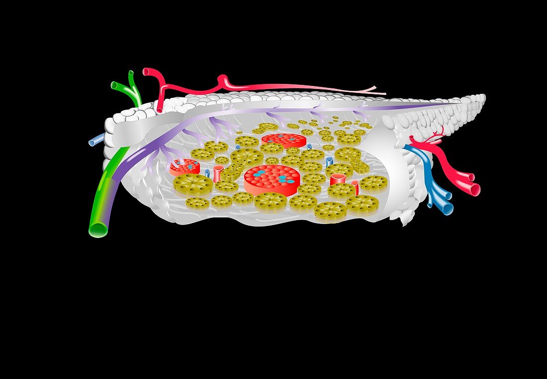 Pancreas anatomy,artwork