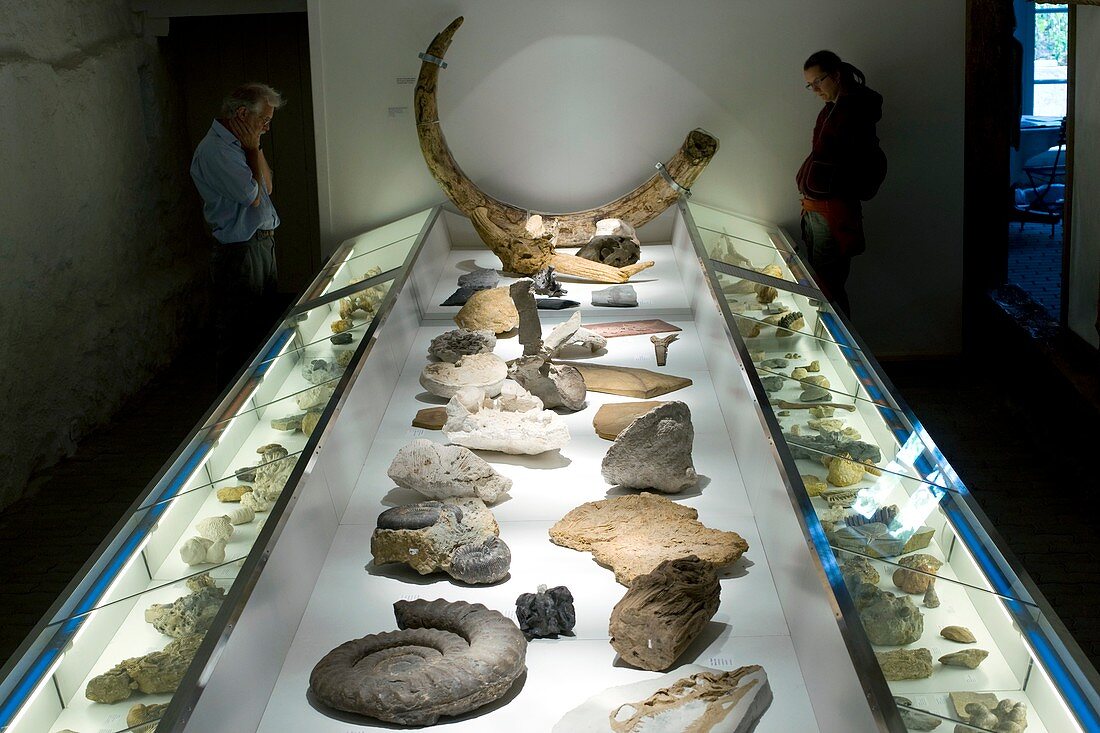Fossil exhibition,Switzerland