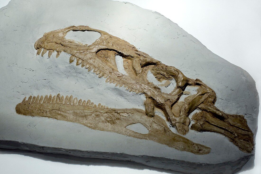 Dinosaur fossil