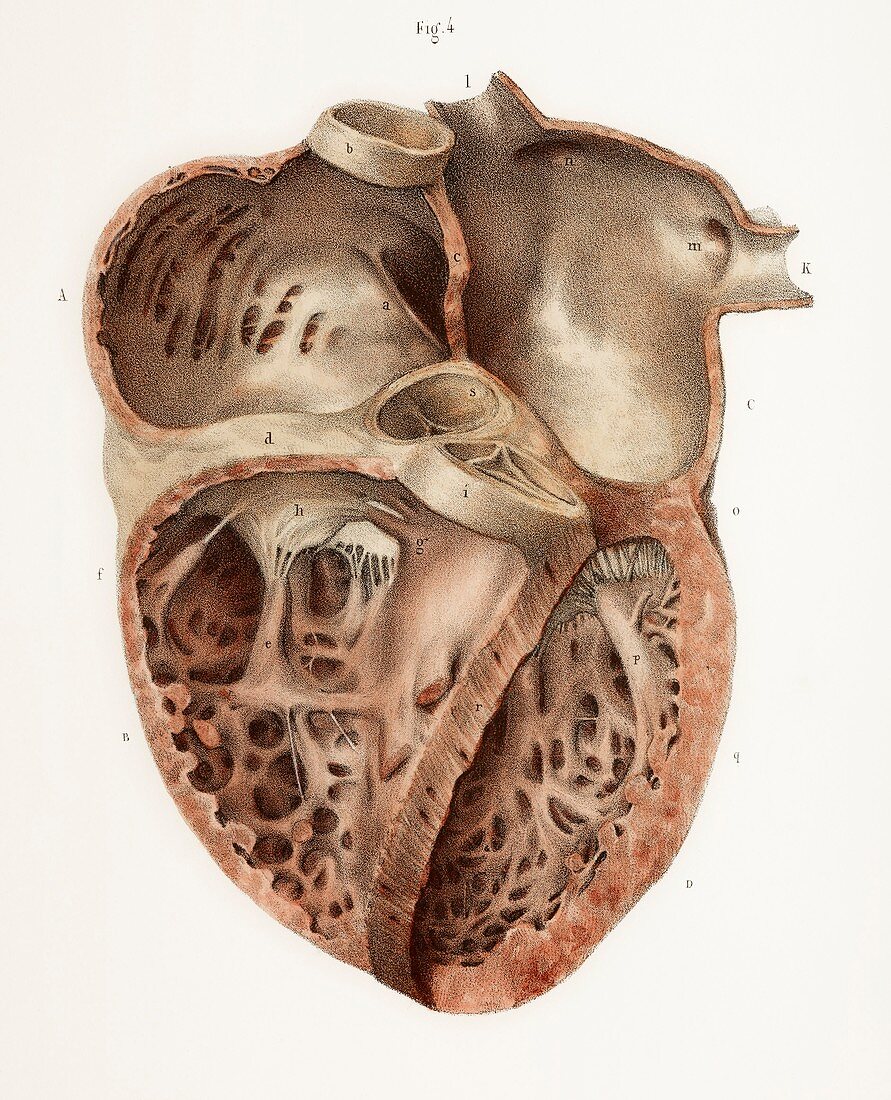 Heart anatomy,19th Century illustration
