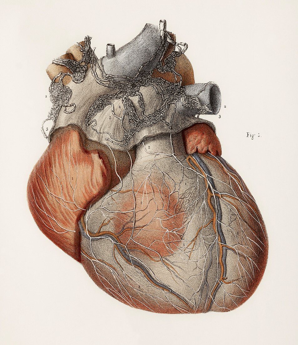 Heart anatomy,19th Century illustration