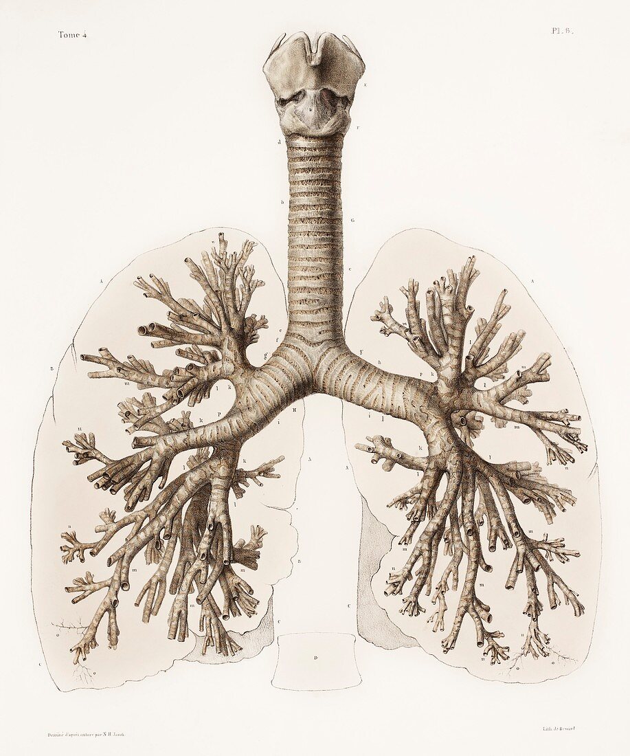 Respiratory anatomy,19th Century artwork