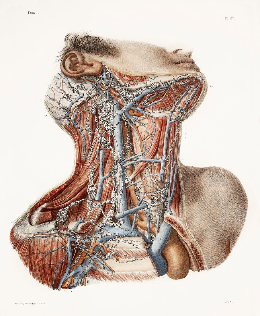 Neck anatomy,19th Century artwork