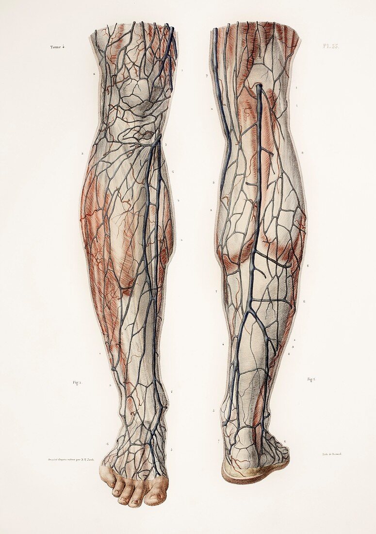 Leg anatomy,19th Century illustration
