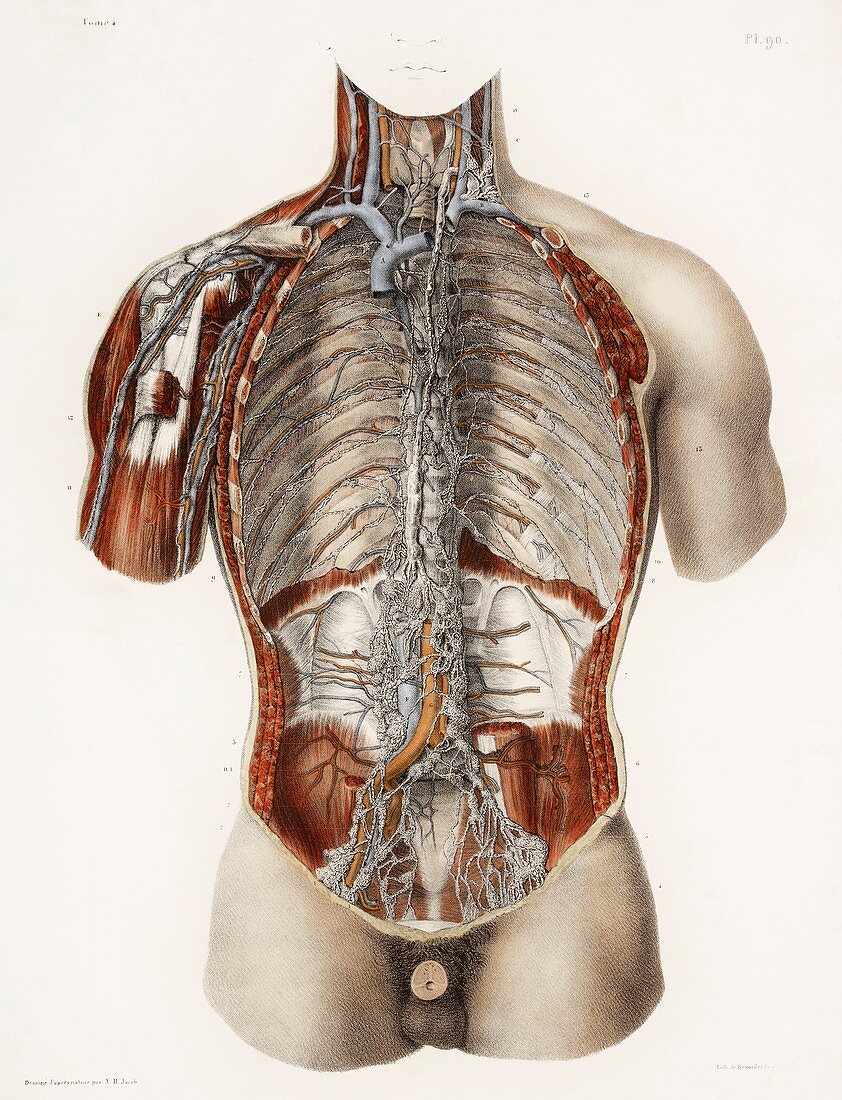 Circulatory system,19th Century artwork