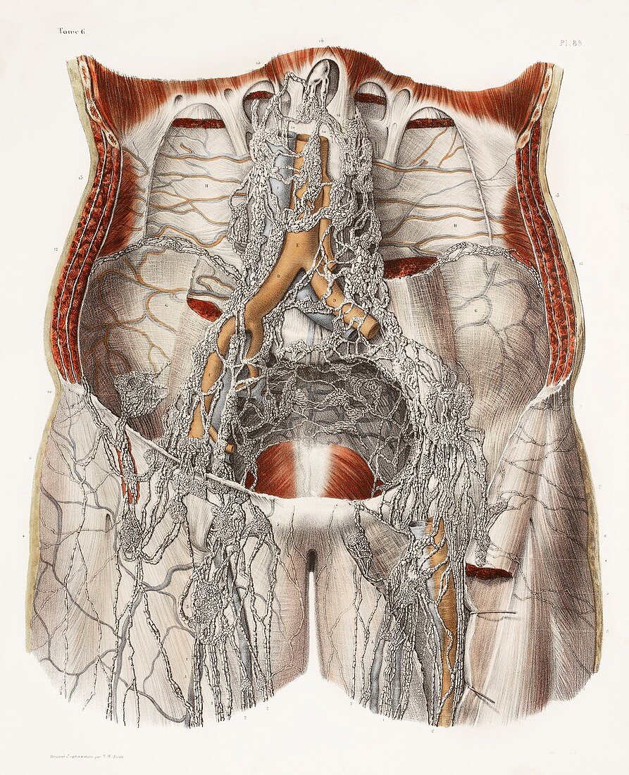Circulatory system,19th Century artwork