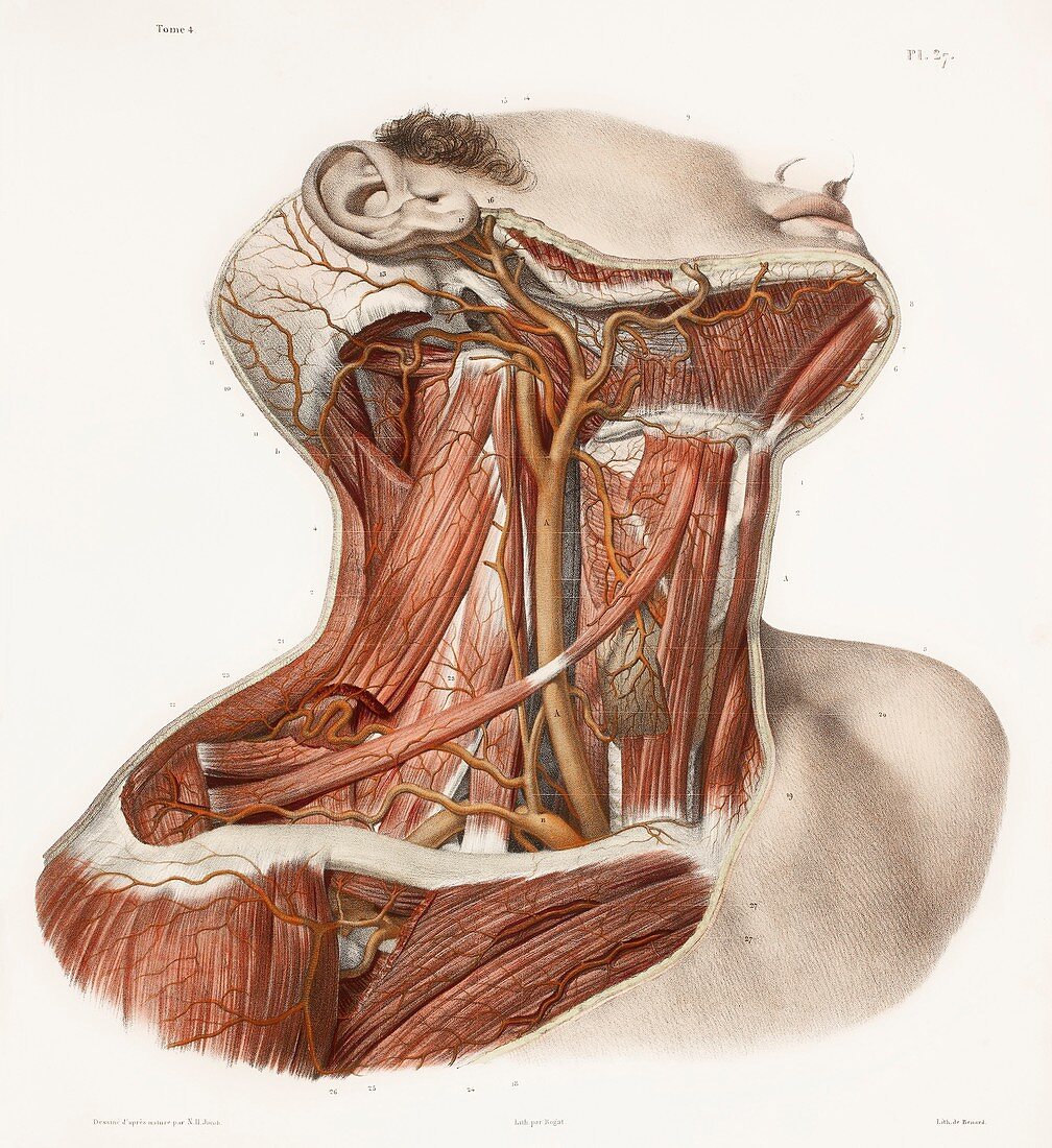 Neck vascular anatomy,historical artwork