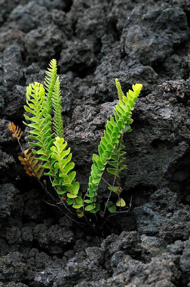 Plants recovering after volcanic eruption