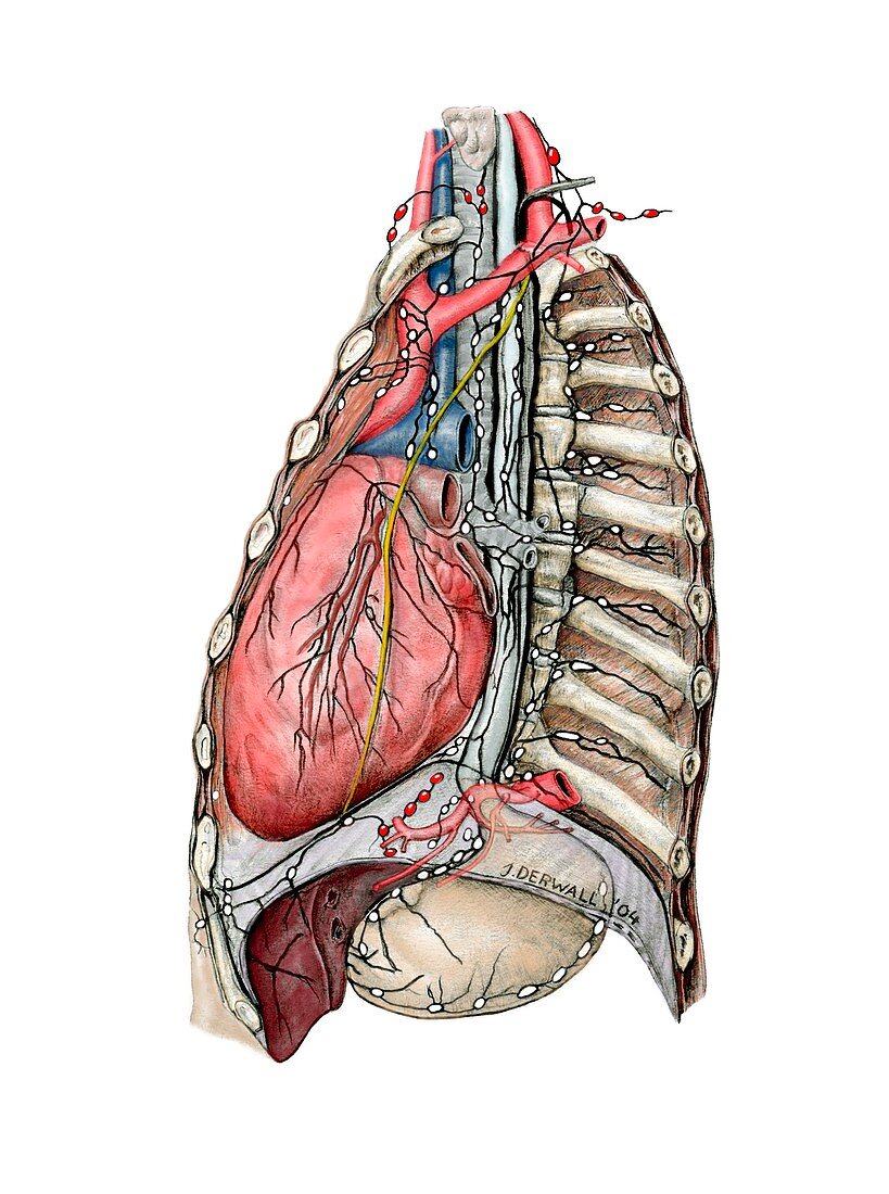 Thoracic lymphatic system,artwork
