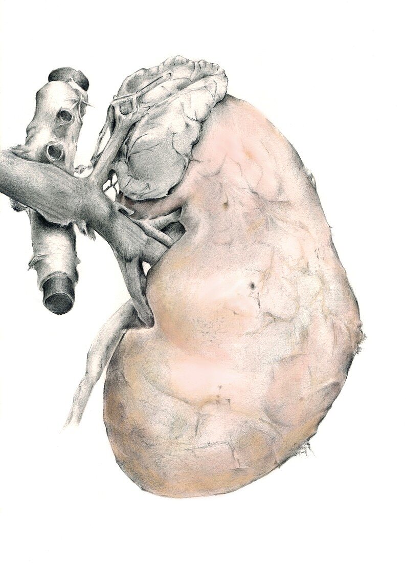 Kidney anatomy,artwork