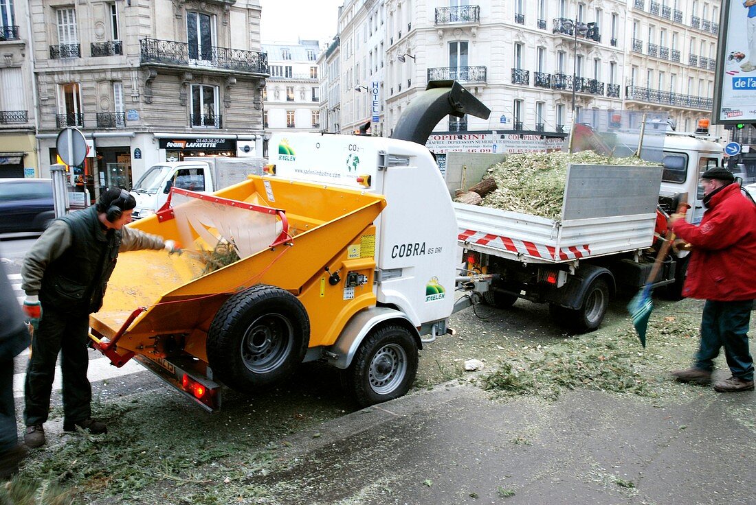 Recycling Christmas trees,Paris