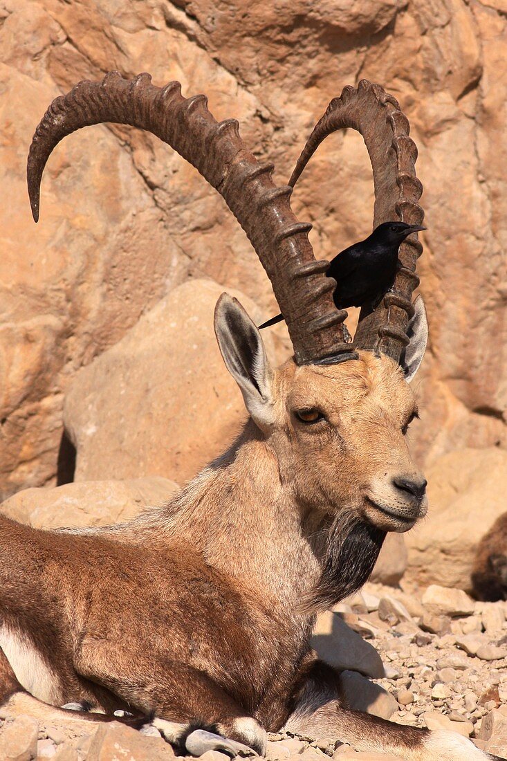 Nubian Ibex and Tristram's Starling
