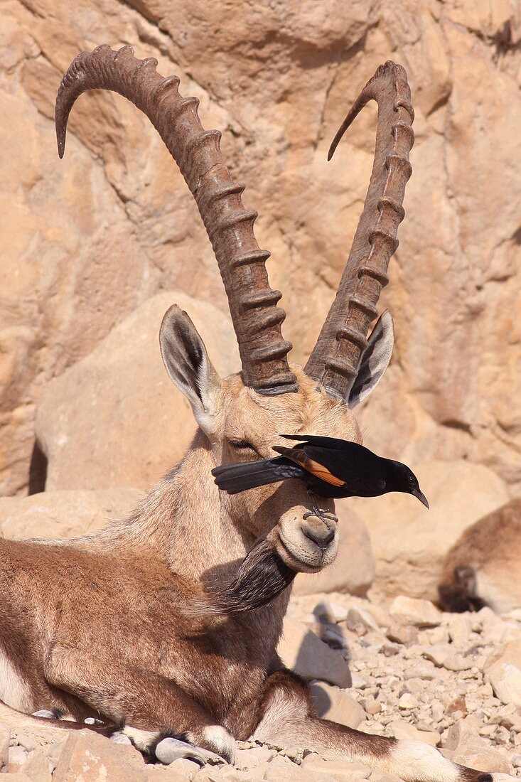 Nubian Ibex and Tristram's Starling