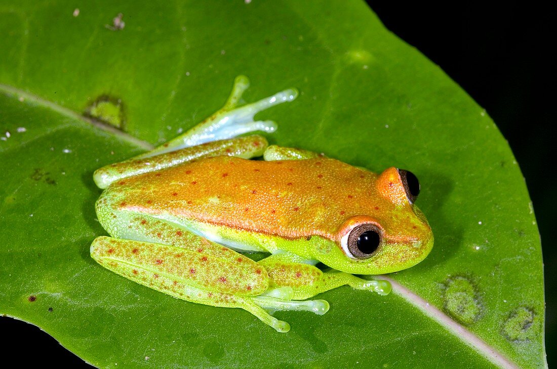Polka dot treefrog
