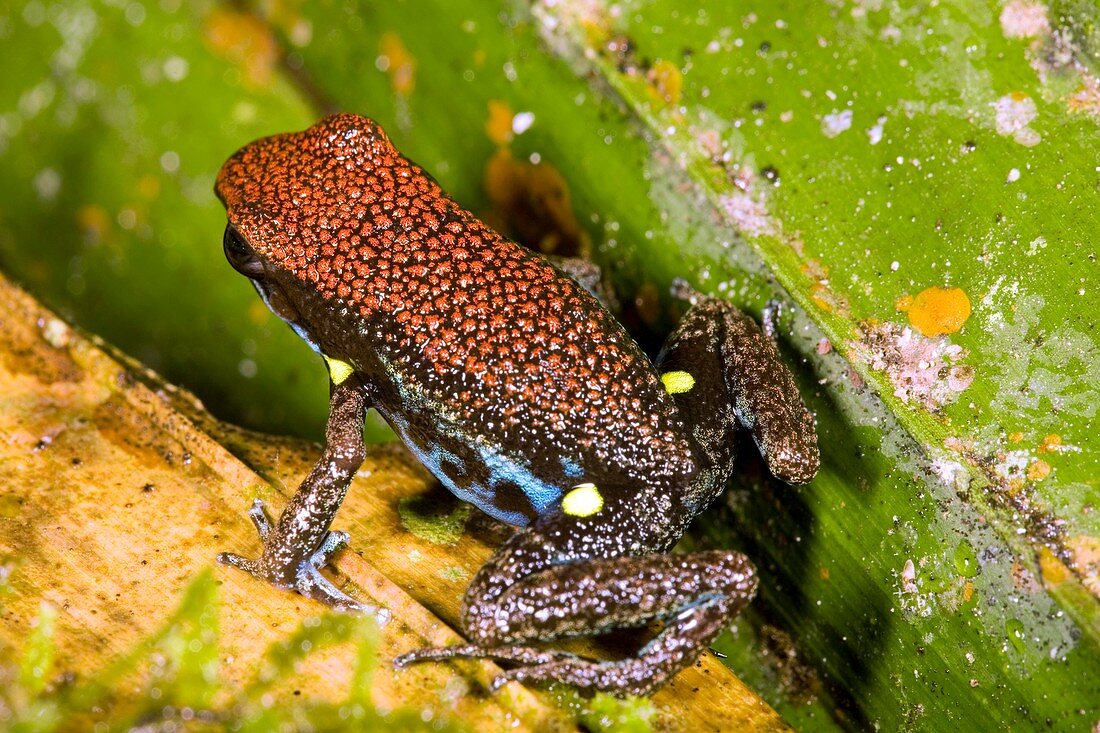 Ecuadorian poison frog