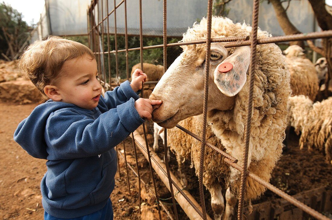 Toddler with a sheep