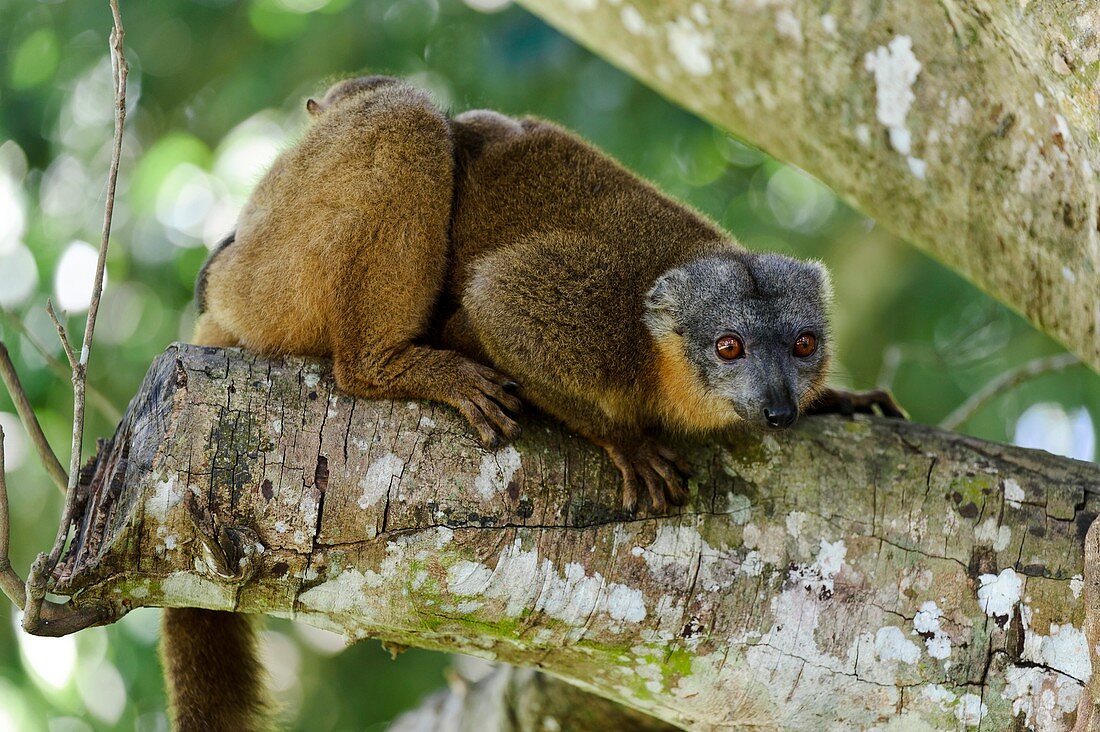 Collared brown lemurs