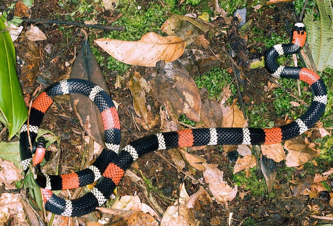South American coral snake
