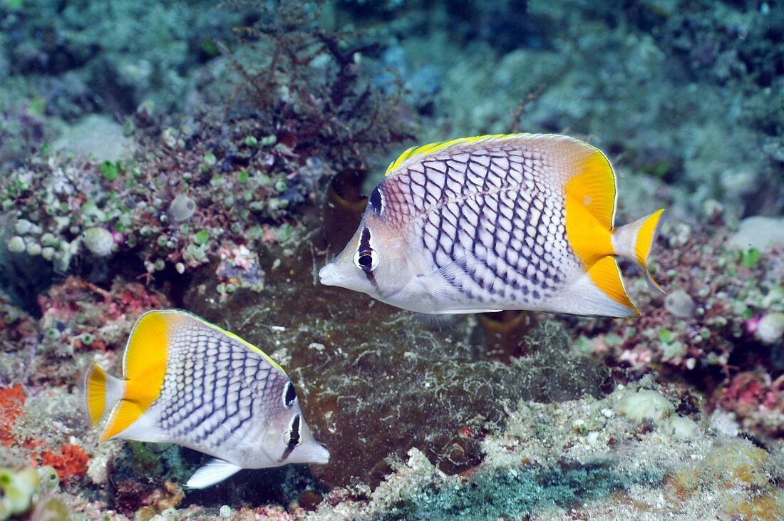 Yellowtail butterflyfish on a reef