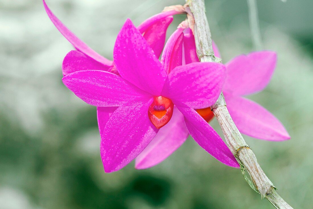 Dendrobium glomeratum 'Qingyu'