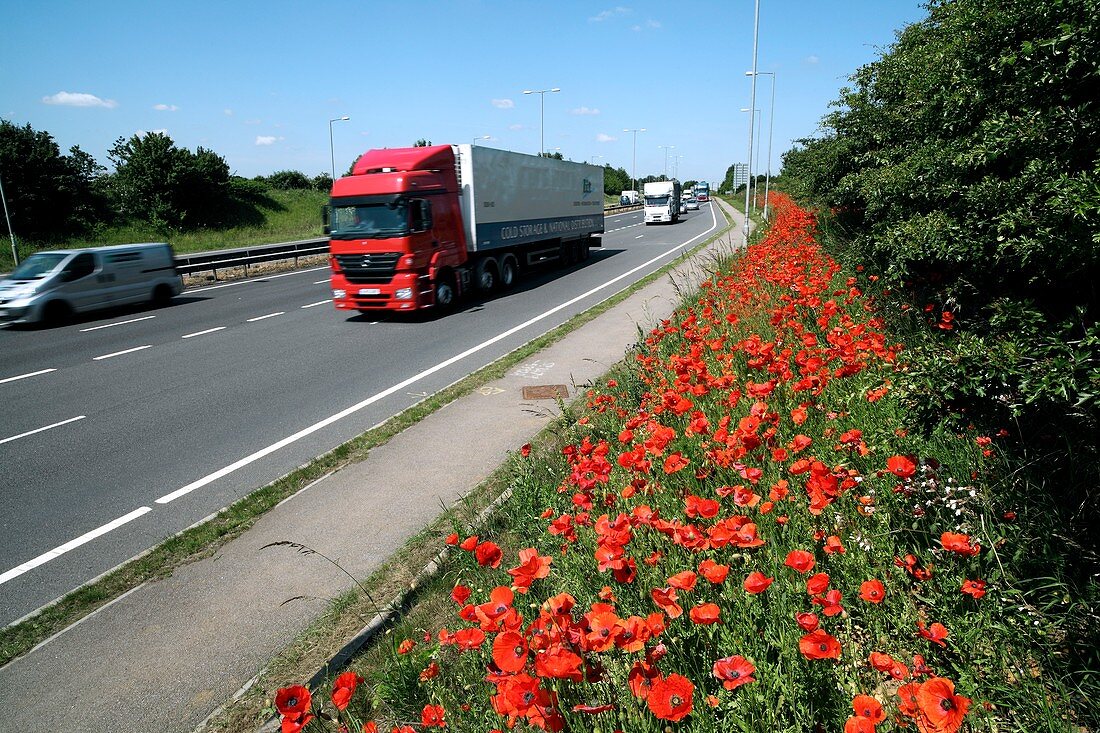 Motorway traffic and poppies
