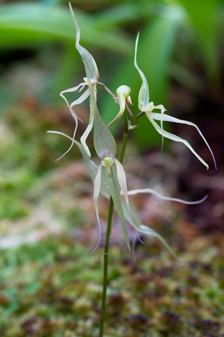 Orchid (Pleurothallis phalangifera)
