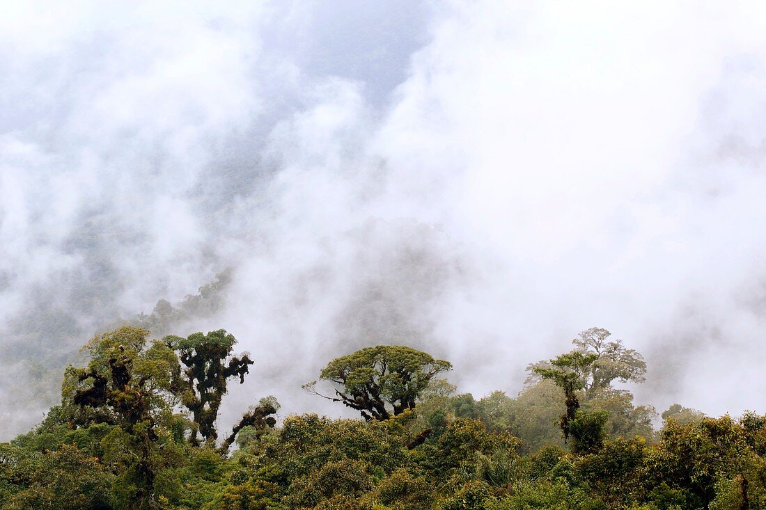 Cloud forest,Ecuador