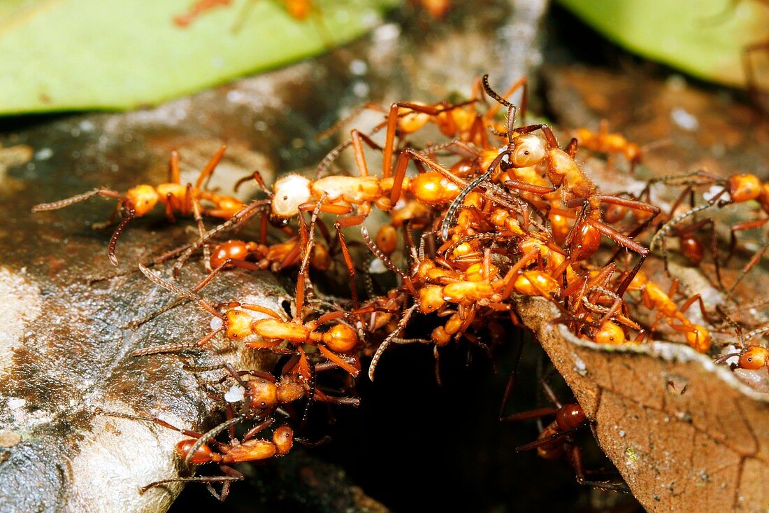 Army ants