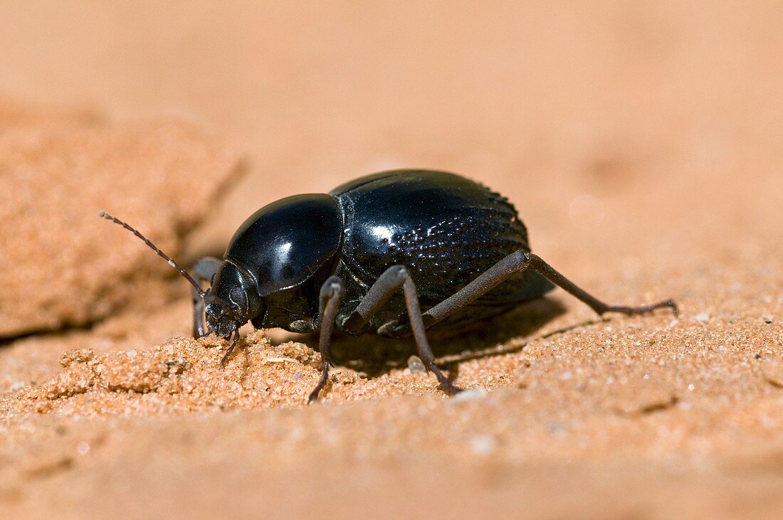 Tok-tokkie beetle