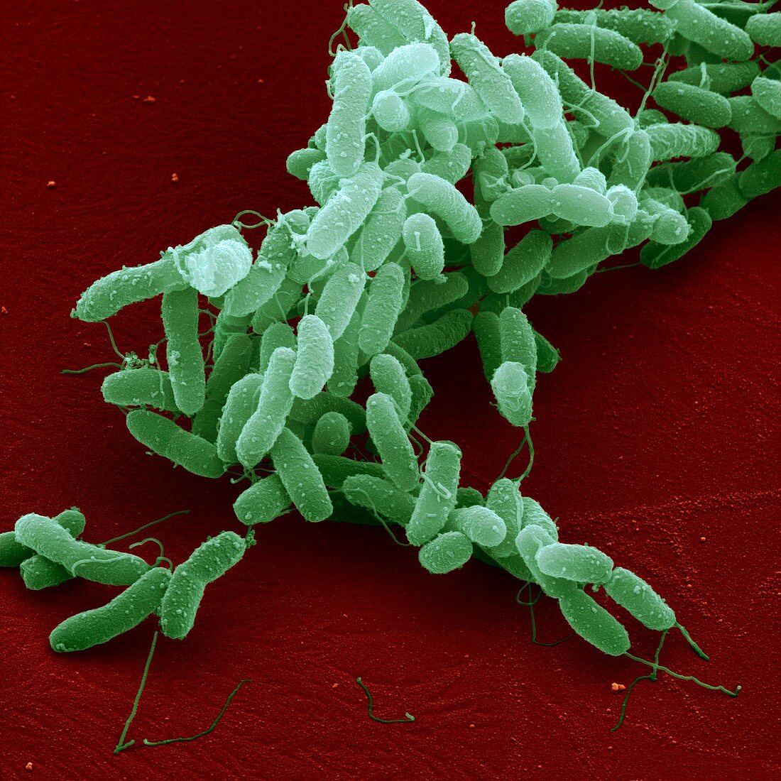 Cholera bacteria,SEM