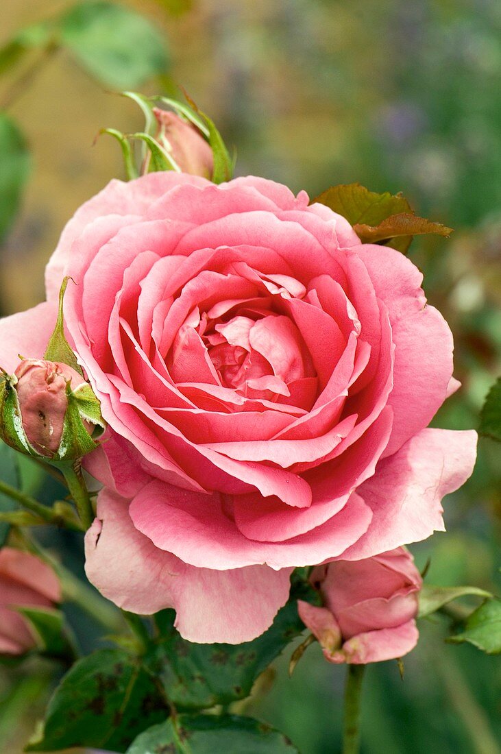 Rose (Rosa 'Parade')