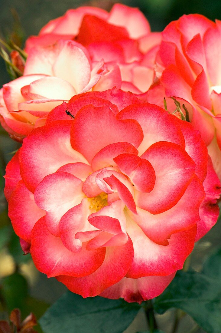 Rose (Rosa 'Hannah Gordon')