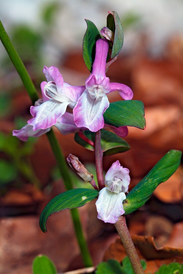 Corydalis cava