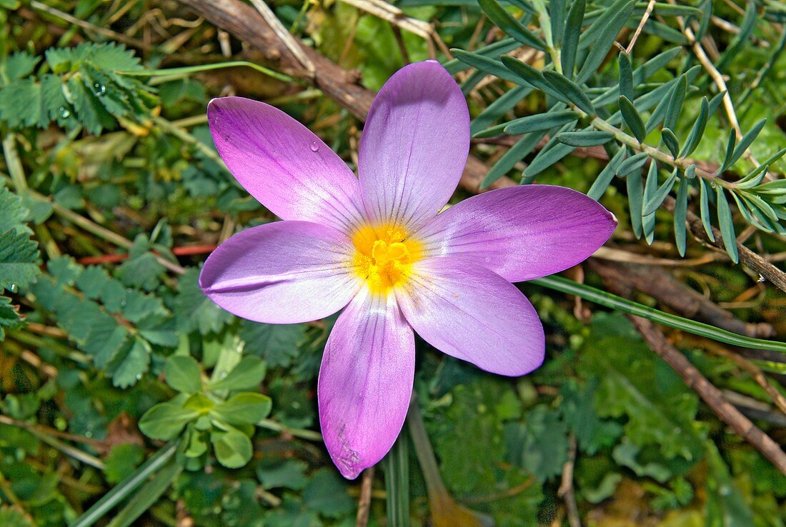 Crocus neapolitanus