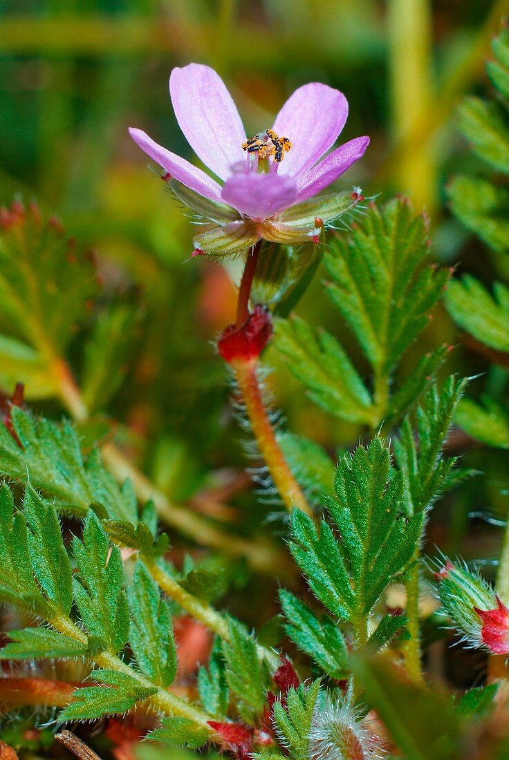 Erodium cicutarium