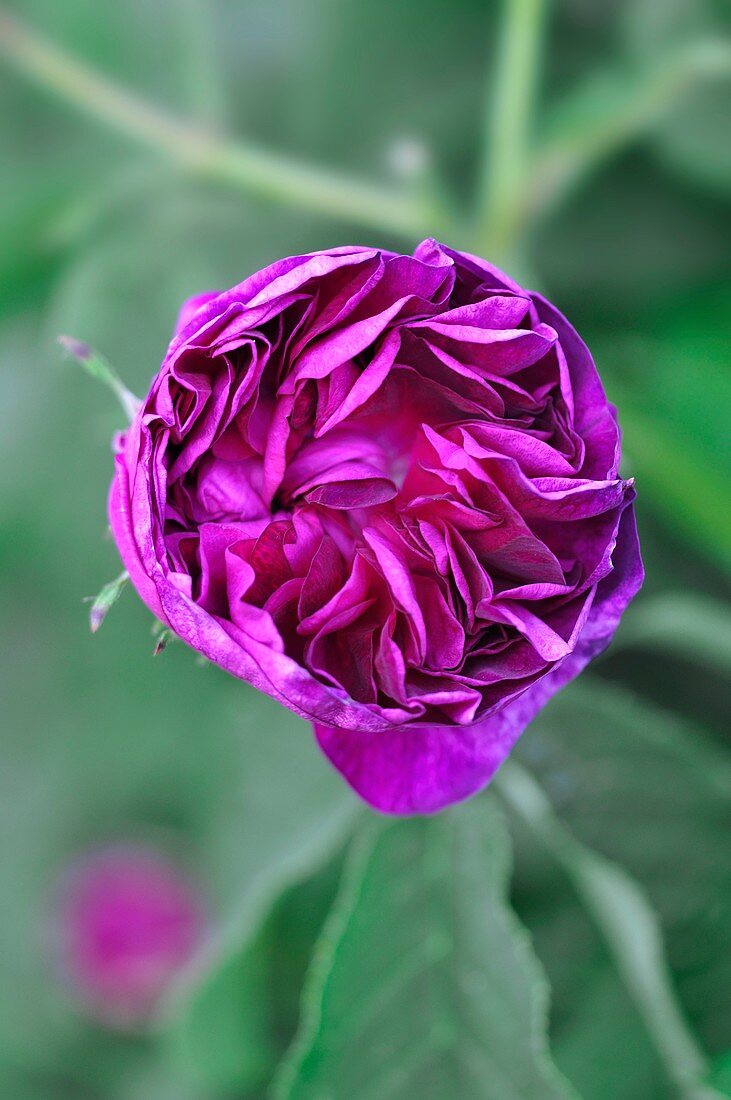 Rose (Rosa 'Charles-de-Mills')
