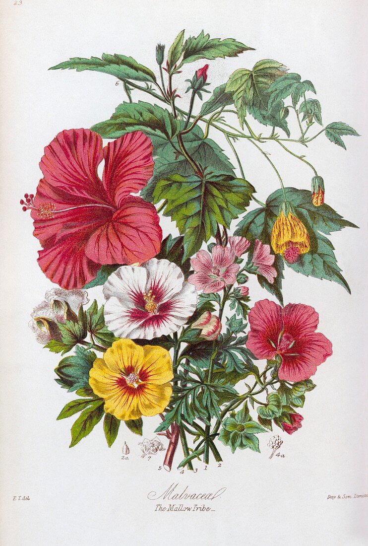 Mallow flowers,19th century