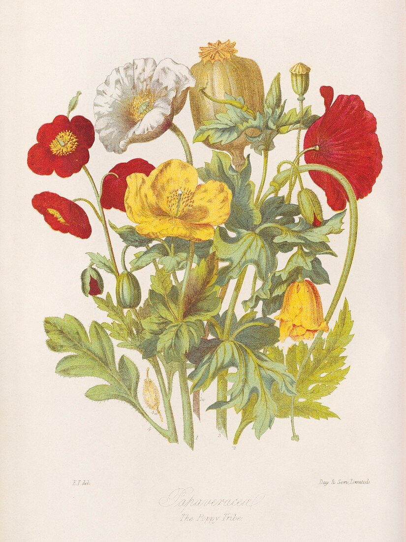 Poppy flowers,19th century