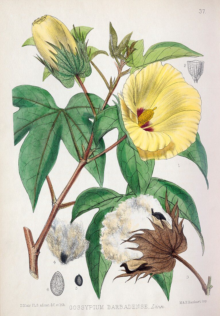 Pima cotton flowers,19th century