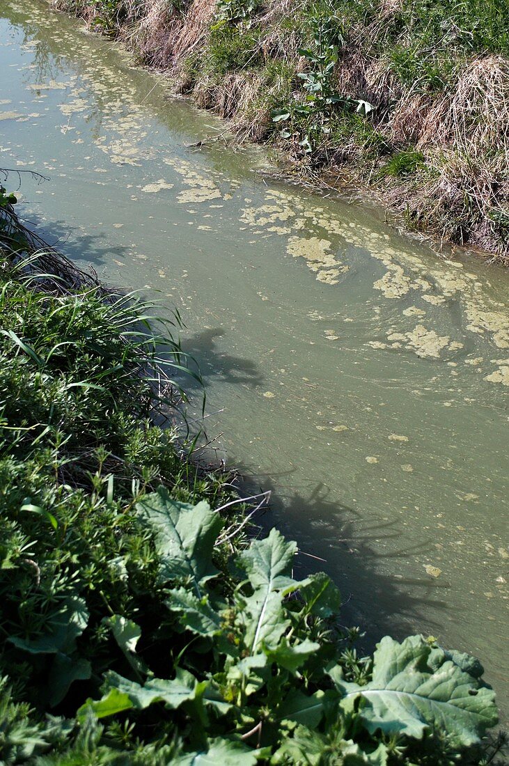 Algal pollution of watercourse