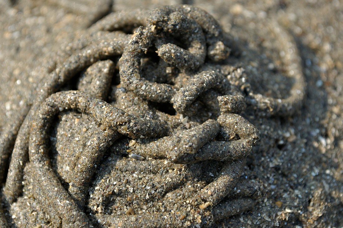 Lugworm castings on beach
